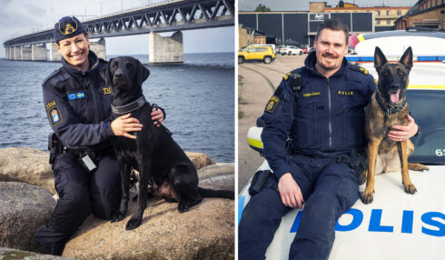 Till vänster: Årets narkotikasökhund 2019 heter Atte och är en 4-årig labrador retriever som arbetar ihop med Josefin Frid vid Brottsbekämpningsgrupp Malmö. Till höger: Årets polishund 2019 Bella med förare Tobias Hjalmarsson. Foto: Anders Roos