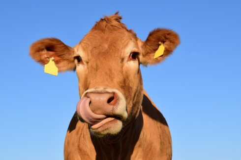 Den klimatfarliga kon i fokus.