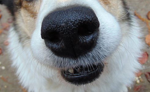 En hundnos kan betyda att busets affärsidéer går om intet. Nosen på bilden tillhör dock en annan hund än "hjälten" som artikeln handlar om.