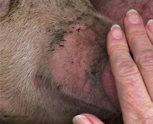 Djurens Rätt säger att EU-kommissionen "slarvat bort möjligheten att åstadkomma stora förbättringar för djuren". Foto: Skåne Save Pigs.