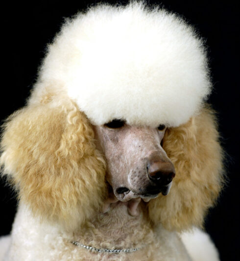   Är myndigheten ute och rastar en stor pudel? Foto: Dragon White Munth/Unsplash.