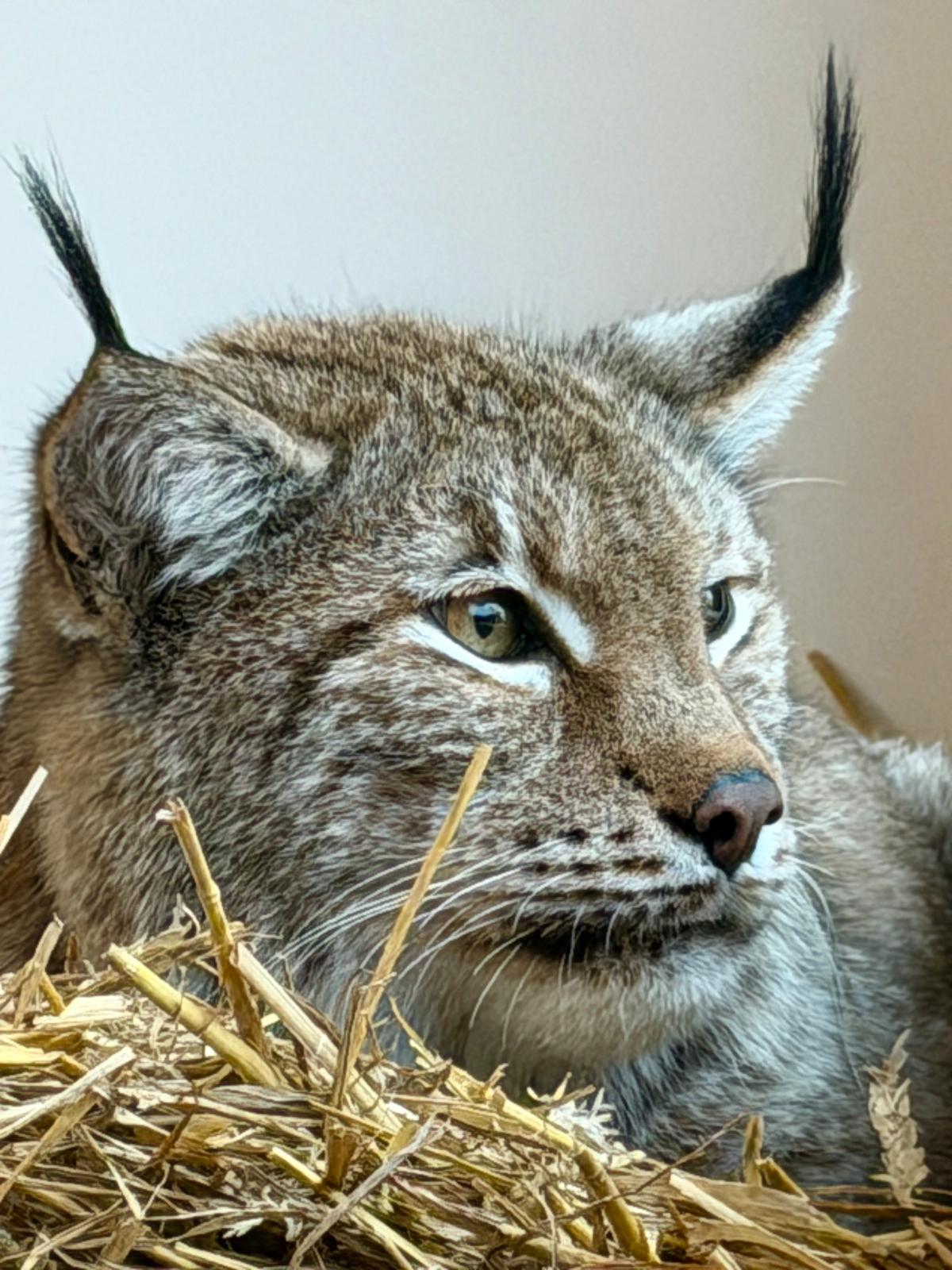 Lodjuret Lothar var i lika dåligt skick som Aleks när han hittades. Foto: DHL