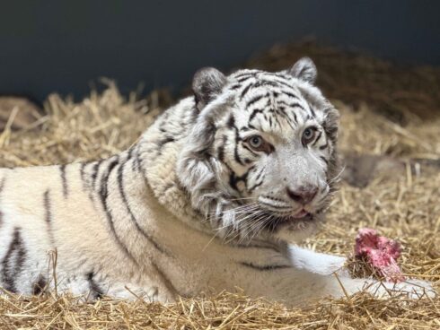 När de ukrainska soldaterna fann Aleks var han så svag att han inte längre kunde stå själv. Foto: DHL