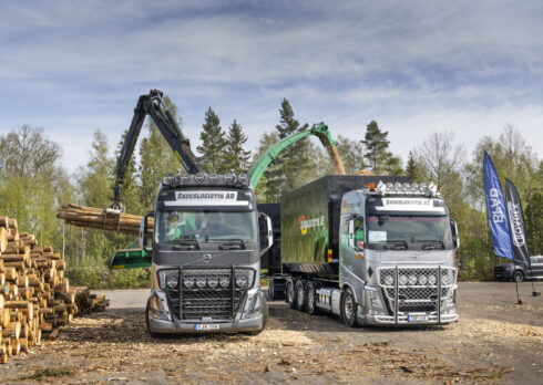 Vem blir "skogens konung"? Foto: Mattias Larsson.