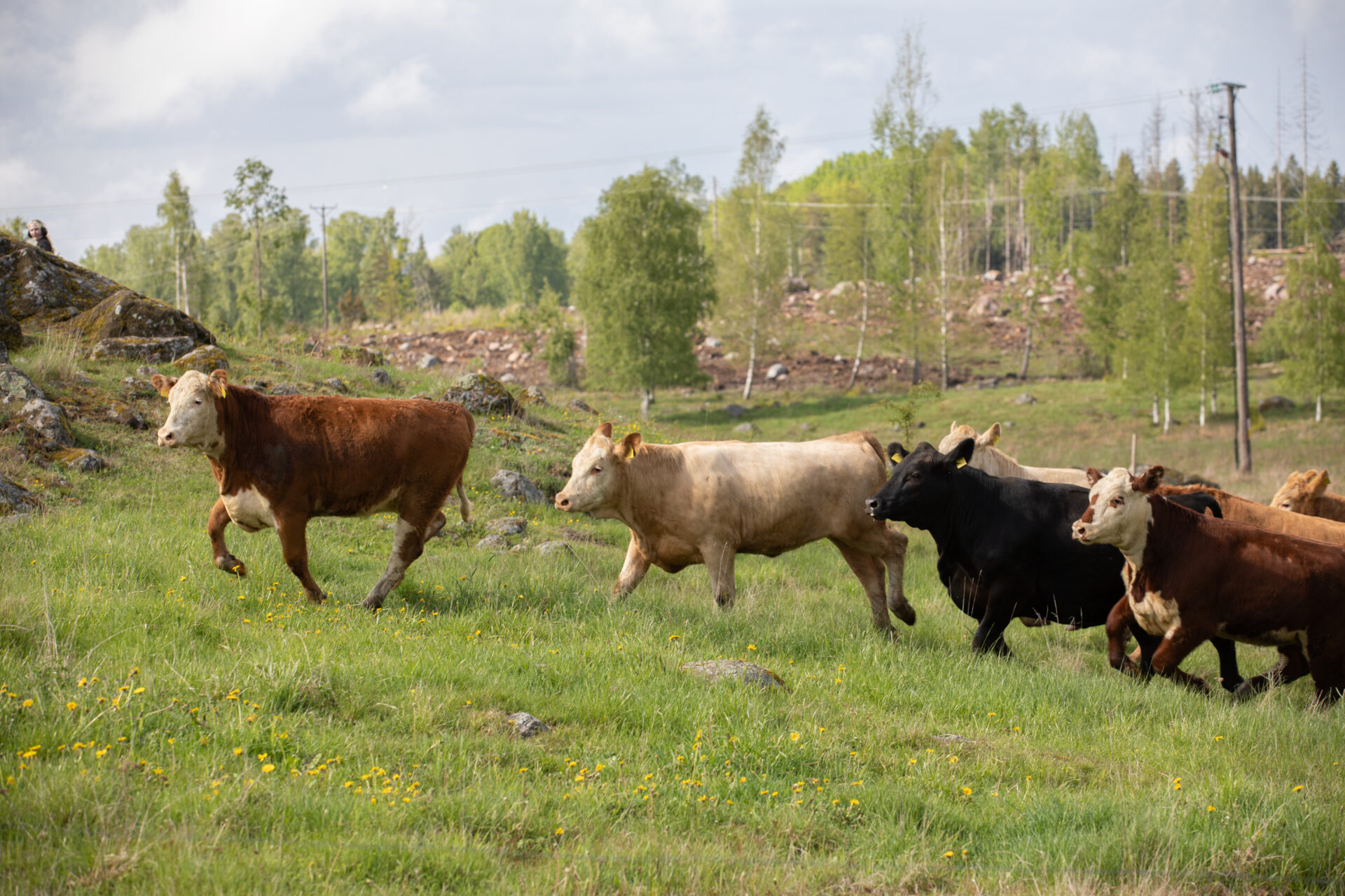 Det var inte bara korna som var glada när Preem annonserade sin kommande drivmedelstaion i Katrineholm. Foto: Preem.