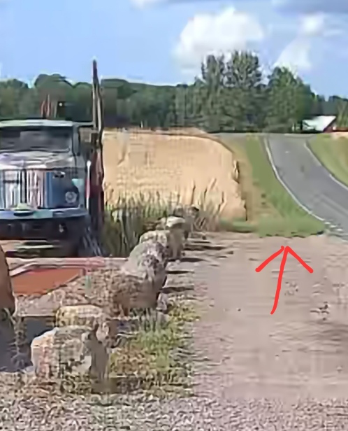 Marcus och Camilla pekar på att gräset är kortklippt fram till gruset och inte varit lyft trots att deras fordon stod parkerat när. Foto: Privat.